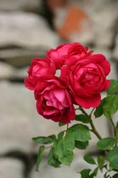 Garsington Rosa, 2009